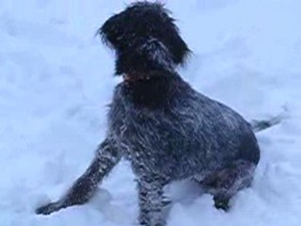 Dixie découvre la neige...