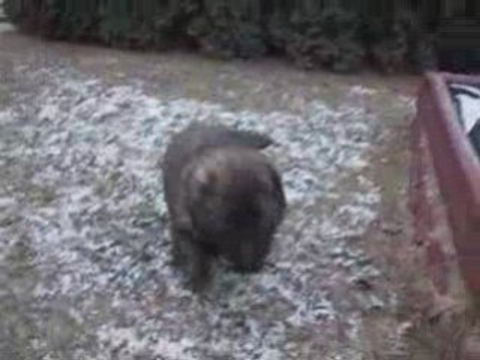 kaukázusi juhász kölyök  kanok 5 és fél hetesen