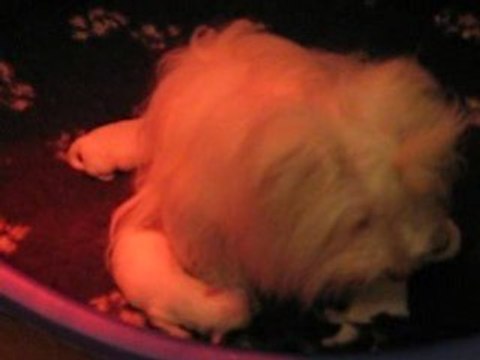 Les cinq petits cotons (11) à une semaine