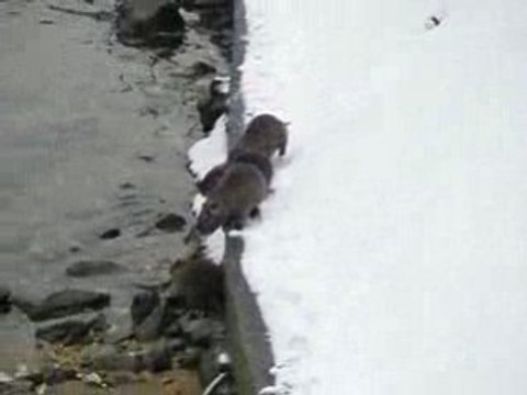 ragondins dans la neige