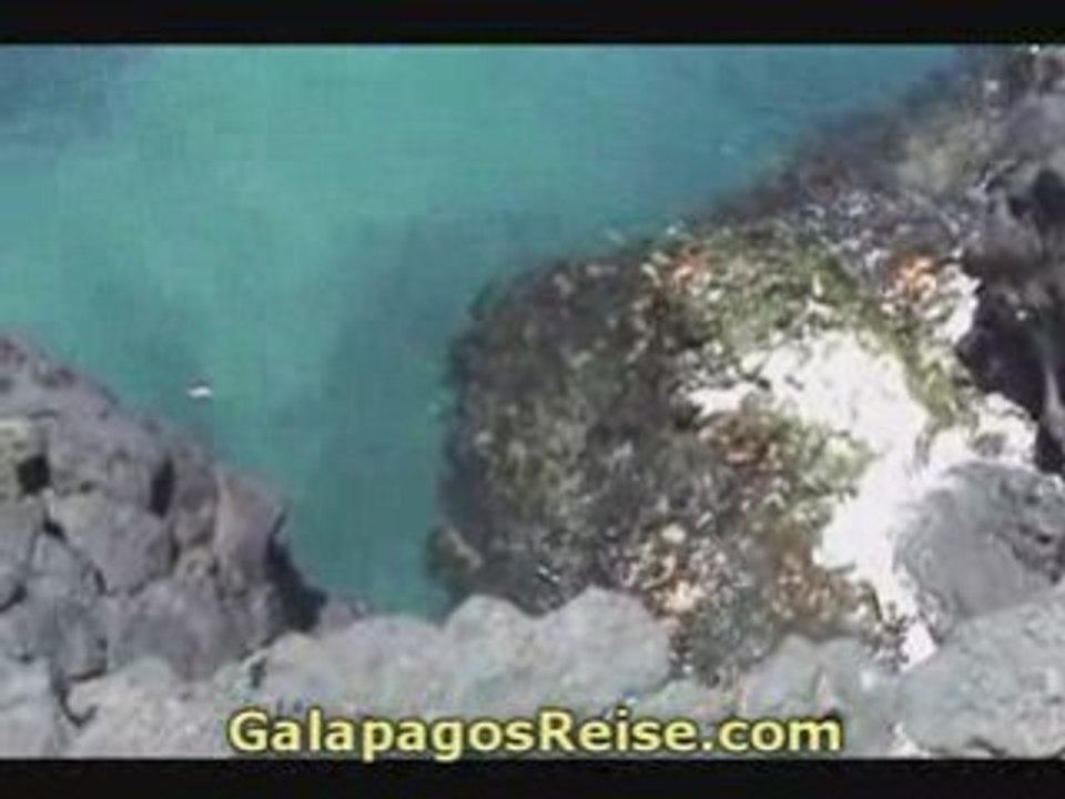 The Galapagos Islands - Video Blog Part 22