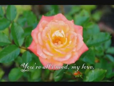 Fresh Flowers versus Artificial Flowers