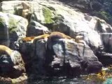 29 Lion de mer Punta de Choros Chili