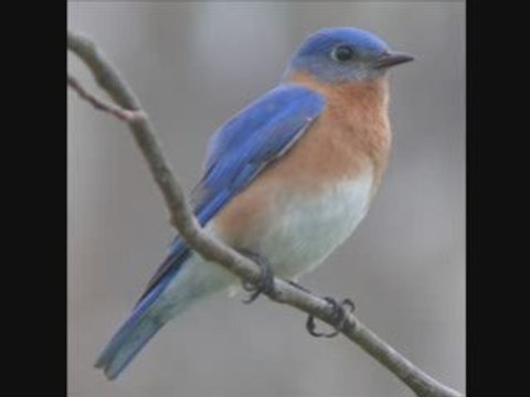 Sweetheart,We Need Each Other-Bob Haring 1929