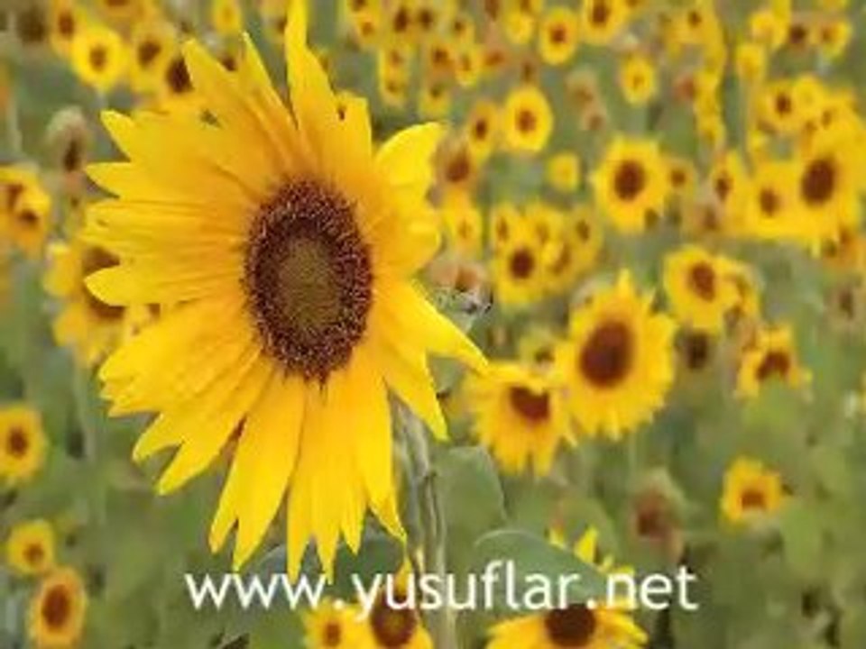 Kevser Suresi Dinle Dailymotion Video