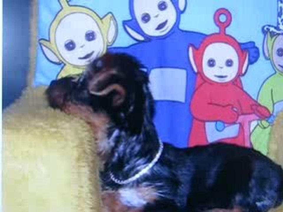chien yorchire