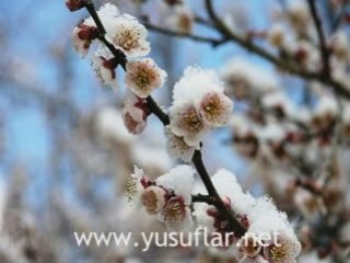 Muhammed Suresi  Dinle