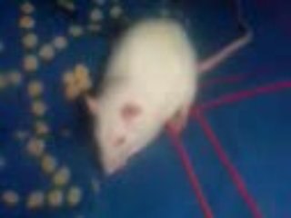 Mon rat qui mange une cereale