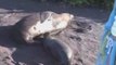 Sea lions video Galapagos Tours and Cruises