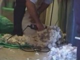 Shearing a Sheep Video