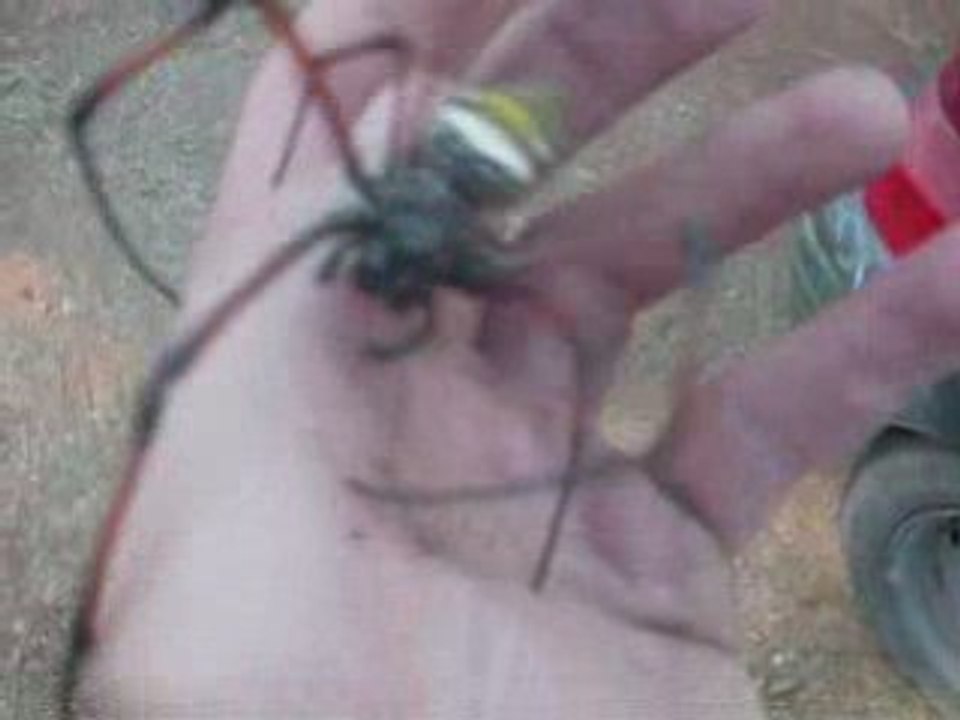 spider