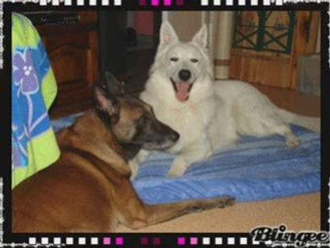 CALIN ET JEU AVEC CHUCKY ET SNIPER 6.01.2009