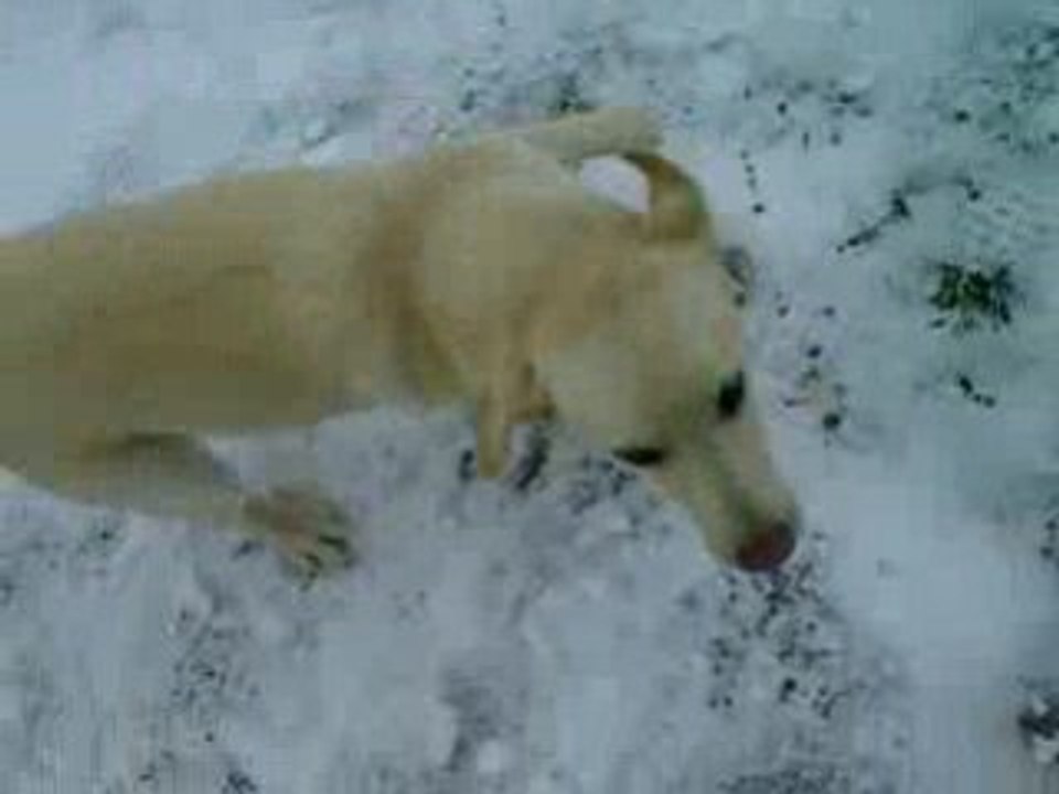 mon chien dipsy