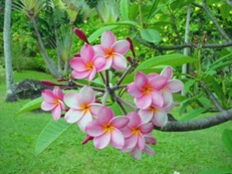 MA GUADELOUPE