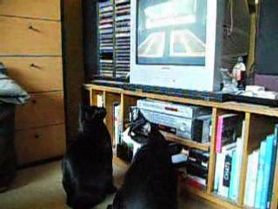 Soudan et Cool regardent la télé