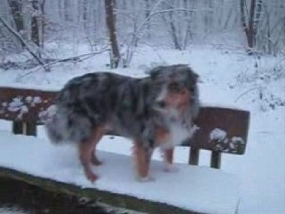 Un Aussie dans la Neige !