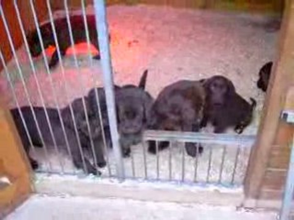 Petits LABRADORS CHOCOLAT