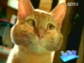 Туалет кошачий