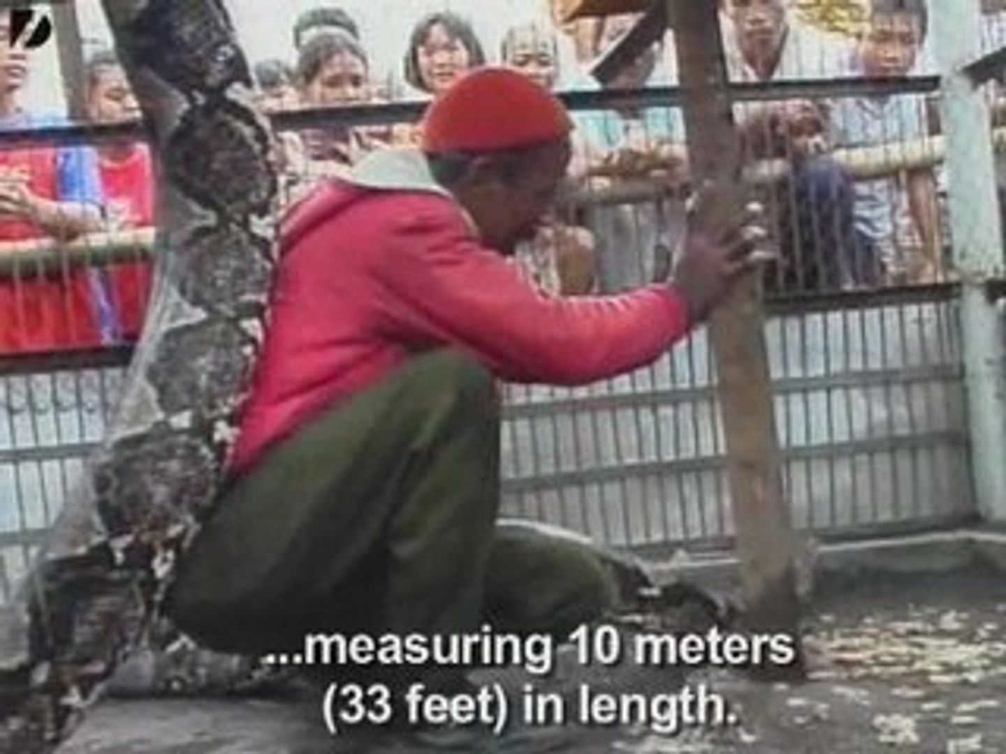 ⁣Giant Snake