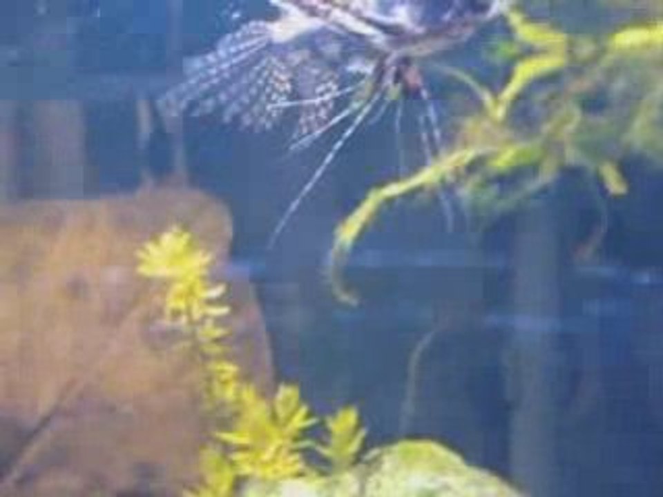 Bac Fluviatiles Africains