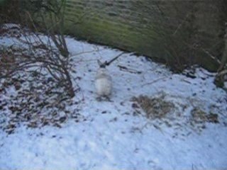 Pan pan et motus sous la neige