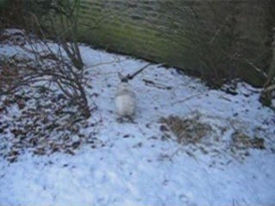 Pan pan et motus sous la neige