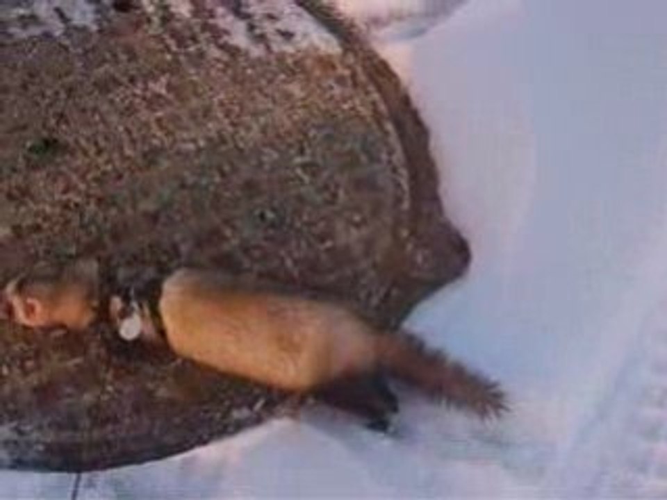 les zouzous dans la neige