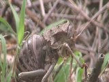 Dung beetles, bees and other bugs of Tanzania