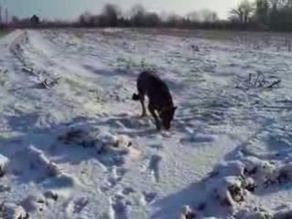 Tuco s'éclate dans la neige