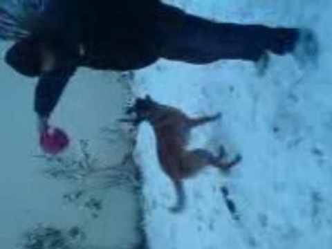 Dean - Berger Belge Malinois