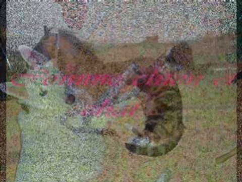 Mes animaux, ma vie 2eme version_0001