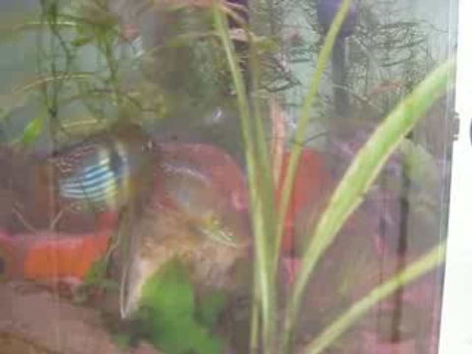 Gymnogeophagus sp. norte 1ière ponte/ 1rst spawn