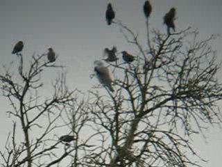 Black-shouldered Kite.MVI_8553