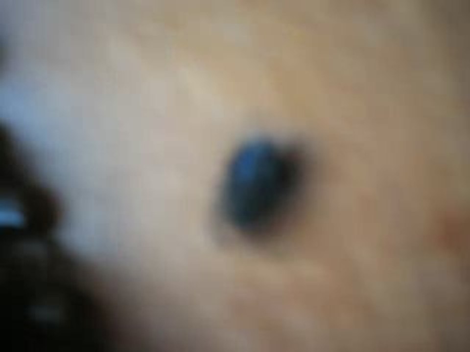 La mouche qui avait du mal {Film d'auteur}