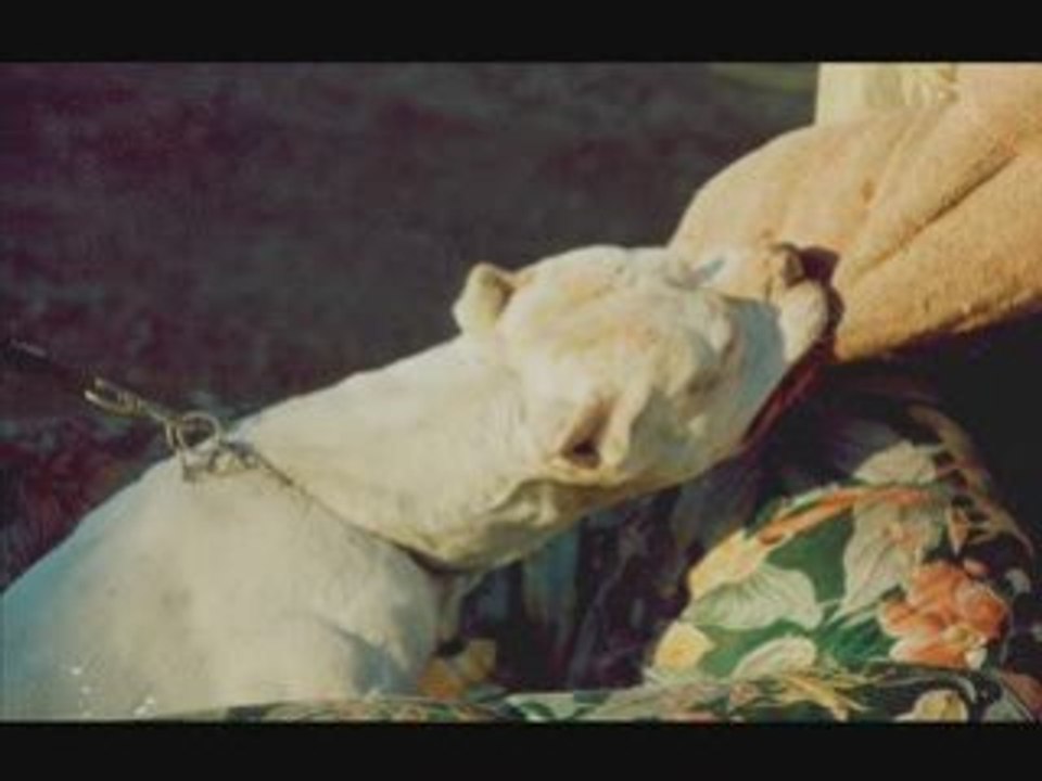 chiens de catégories et dressé au mordant