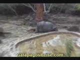 The Galapagos Islands - Video Blog turtles