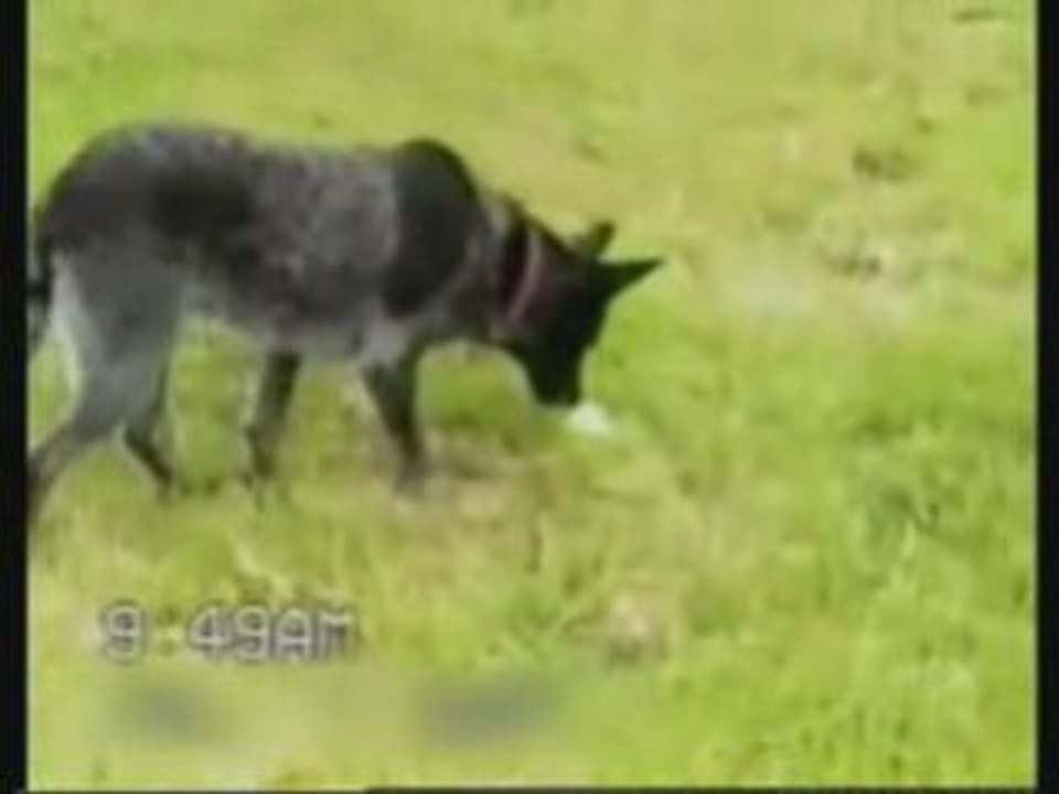 Un chien très obéissent