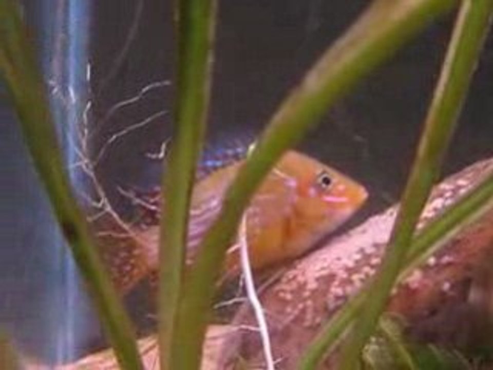 Maman et sa première ponte