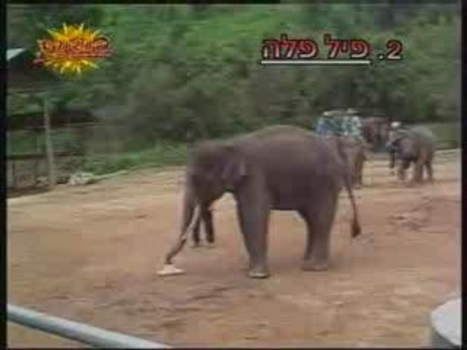 dumbo fait du foot
