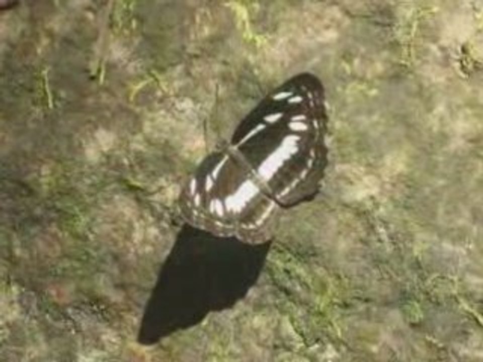 Randonnée dans la jungle Sri lankaise