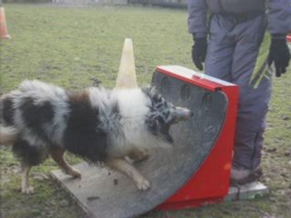 Shetland Flyball
