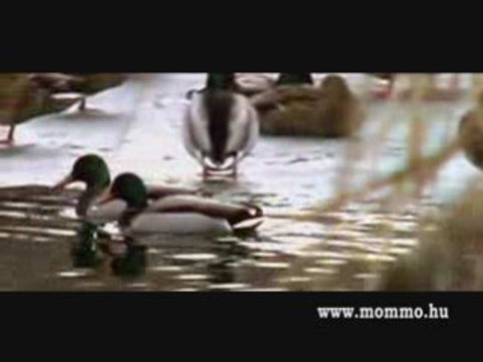 Szürke Ködből A Végtelen Nyugalomba