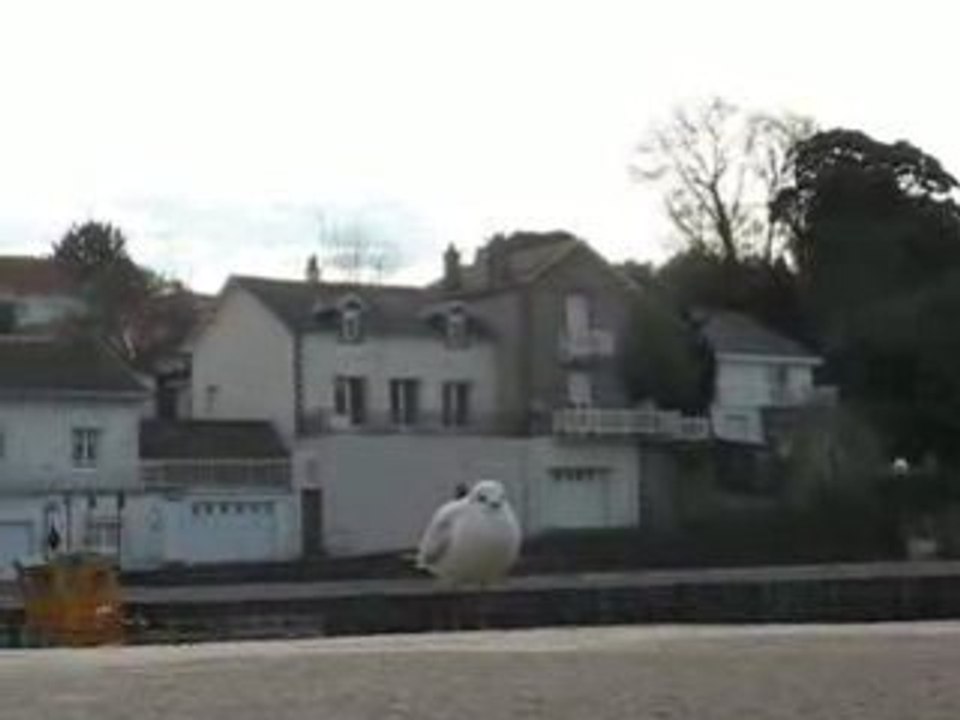 Pornic : mouette sur le quai