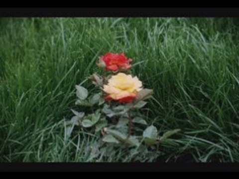 Zeki MÜREN Rüyalarda Buluşuruz