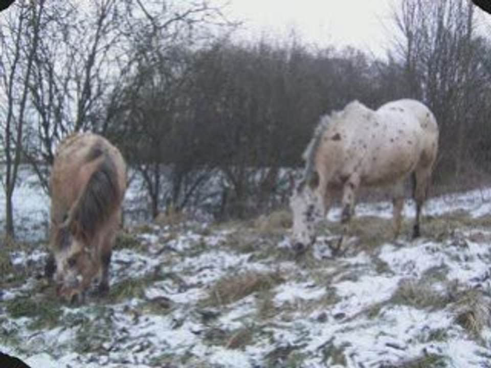 Nougat et Tornado dans la neige