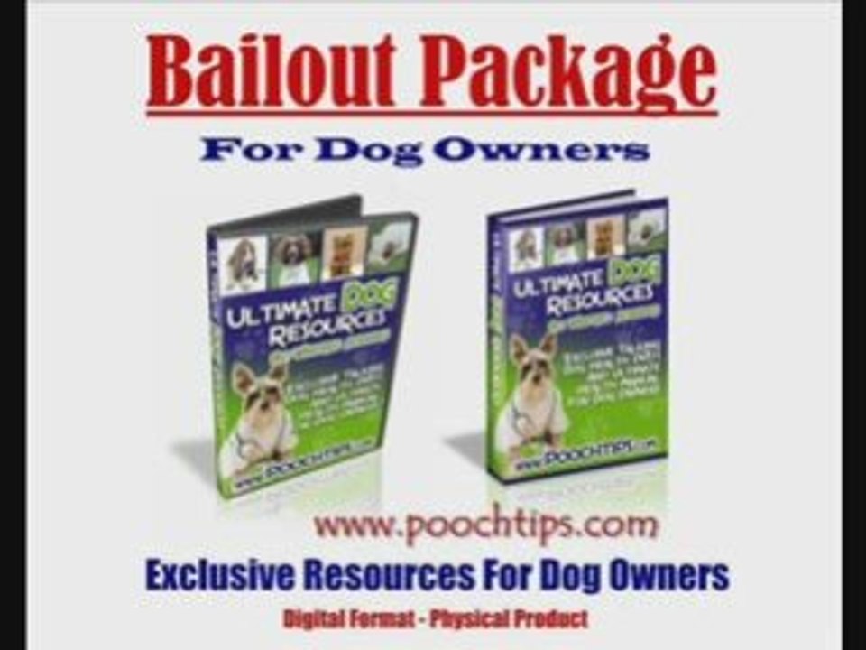 dog pee training dogs 101 dog answers