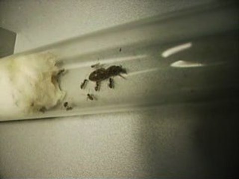 FOURMIS gyne Lasius niger handicapée