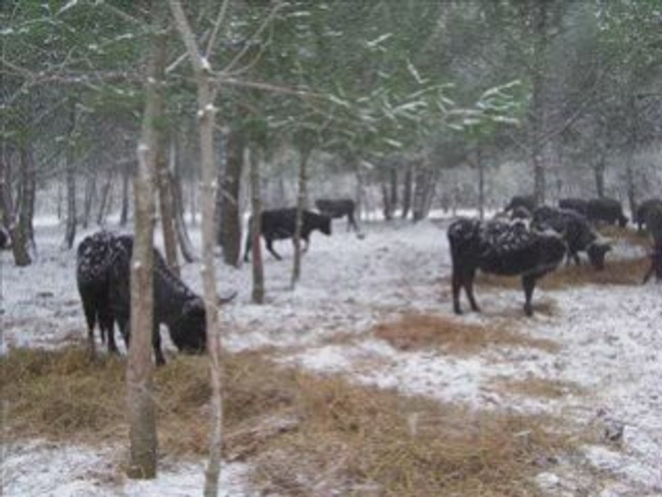 La neige