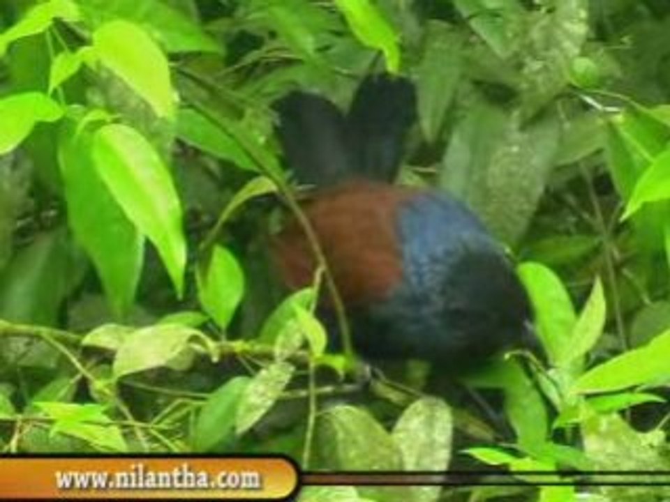 Sinharaja Rainforest & bodinagla