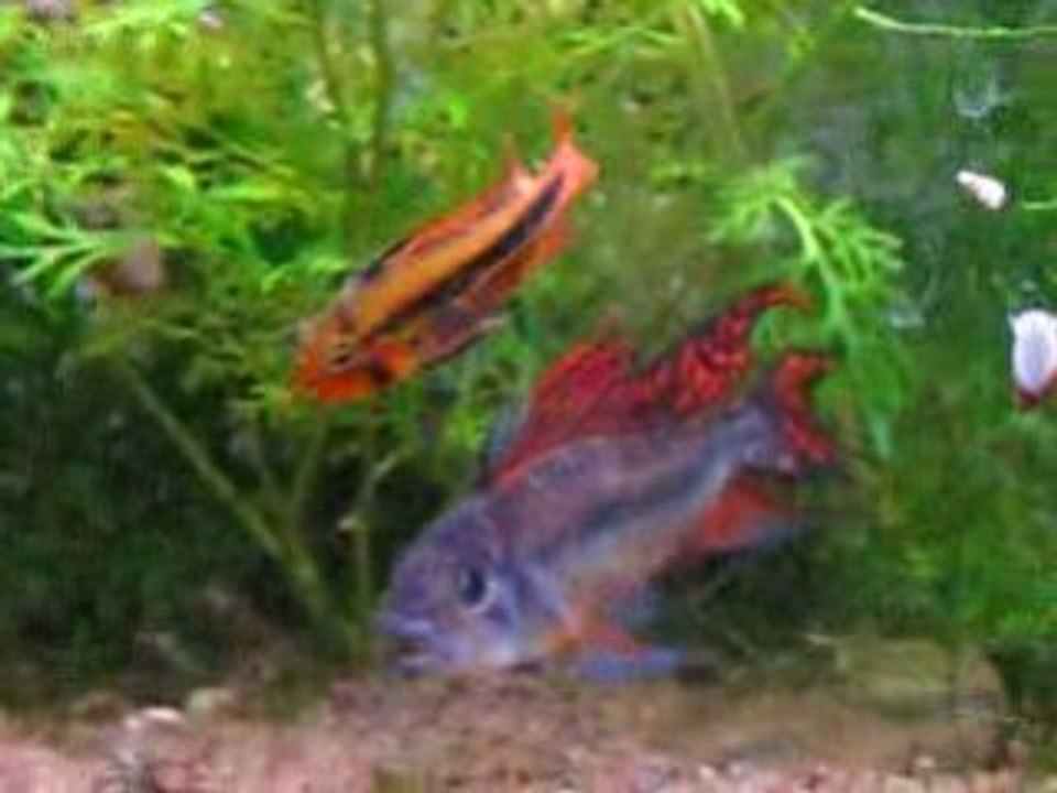 Apisto cacatuoides et alevins